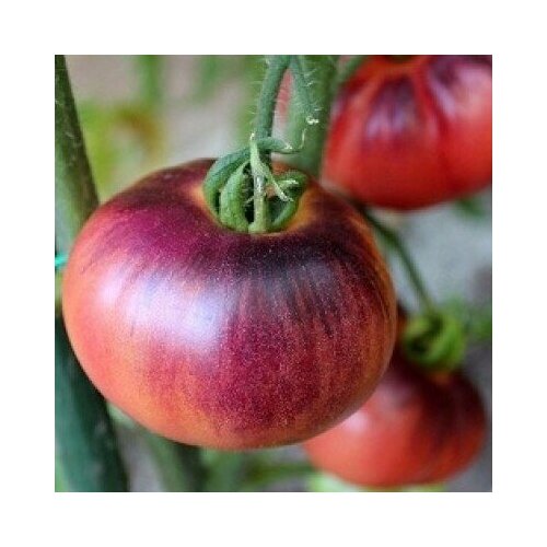     (. Solanum lycopersicum)  10,  330  MagicForestSeeds