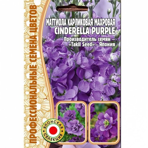     Cinderella purple (5 ) 199