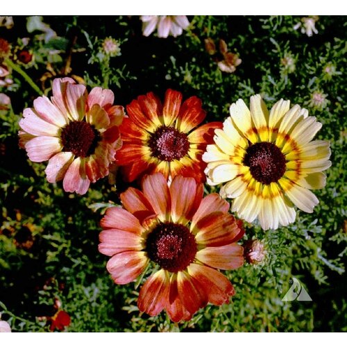 Хризантема килеватая - микс (лат. Chrysanthemum carinatum) семена 50шт 330р