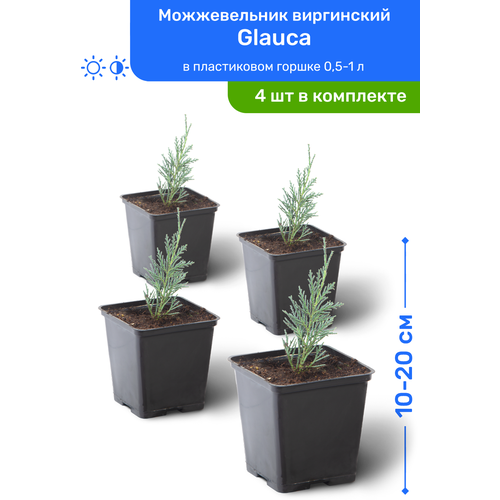 Можжевельник виргинский Glauca 10-20 см в пластиковом горшке 0,5-1 л, саженец, хвойное живое растение, комплект из 4 шт 3980р