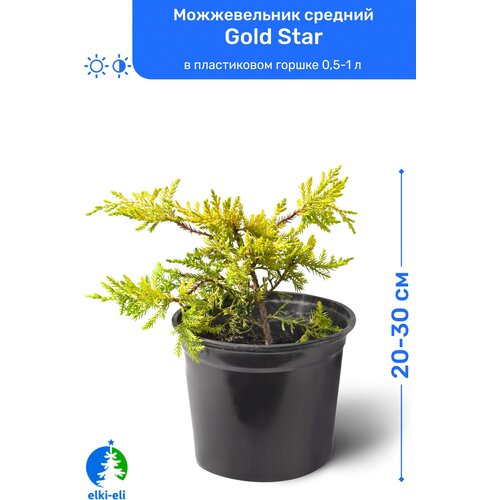 Можжевельник средний Gold Star (Голд Стар) 20-30 см в пластиковом горшке 0,5-1 л, саженец, хвойное живое растение 1295р