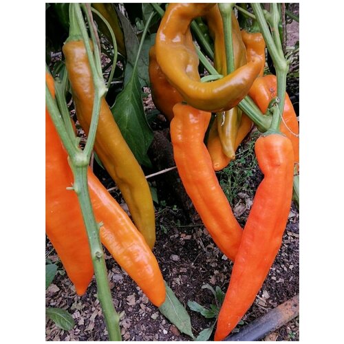 Семена Сладкий перец Рамиро оранжевый / Ramiro orange, 5 штук 342р