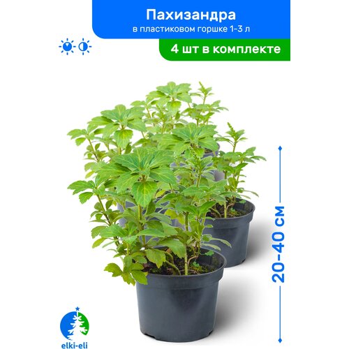 Пахизандра 20-40 см в пластиковом горшке 1-3 л, саженец, лиственное живое растение, комплект из 4 шт 3180р