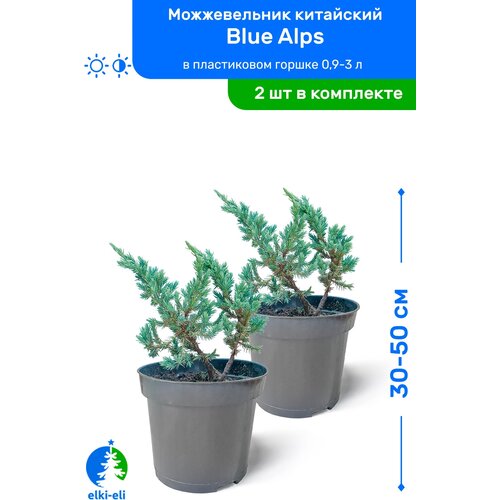Можжевельник китайский Blue Alps (Блю Альпс) 30-50 см в пластиковом горшке 0,9-3 л, саженец, хвойное живое растение, комплект из 2 шт 4100р