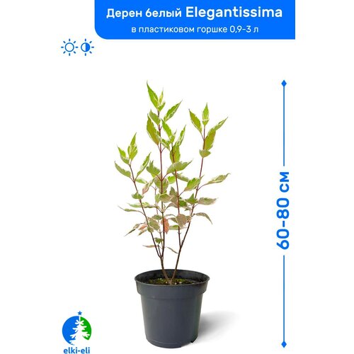 Дерен белый Элегантиссима 60-80 см в пластиковом горшке 1-3 л, саженец, лиственное живое растение 1195р