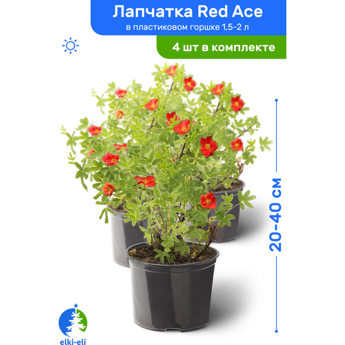 Лапчатка Red Ace (Рэд Айс) 20-40 см в пластиковом горшке 1,5-2 л, саженец, лиственное живое растение, комплект из 4 шт 4543р