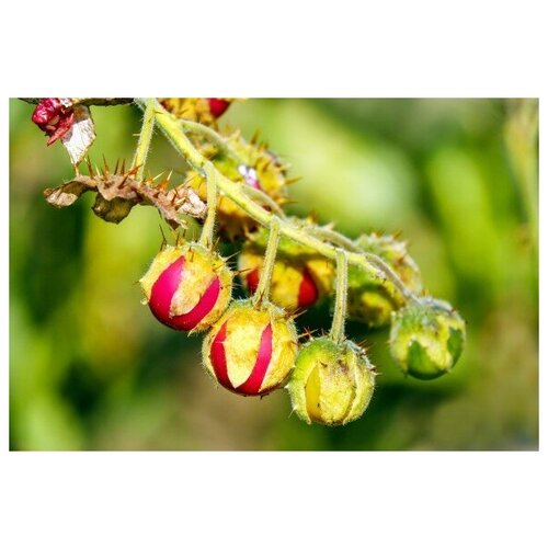    -   (. Solanum sisymbriifolium)  10,  330  MagicForestSeeds