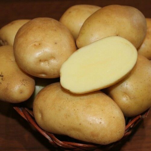 купить Картофель семенной Гулливер (2 кг), стоимость 500 руб Агроцентр Коренево