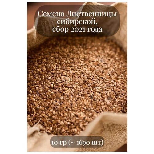 Семена Лиственницы Сибирской 600р