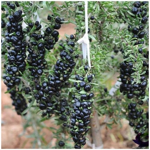 Семена Черный Годжи (lycium ruthenicum) 3 шт. 450р