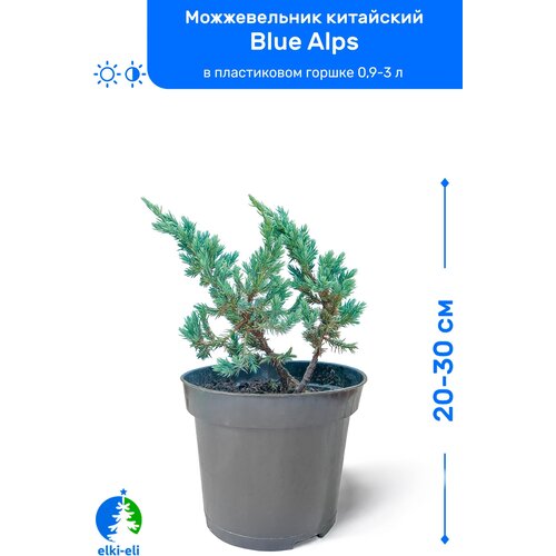 Можжевельник китайский Blue Alps (Блю Альпс) 20-30 см в пластиковом горшке 0,9-3 л, саженец, хвойное живое растение 1295р