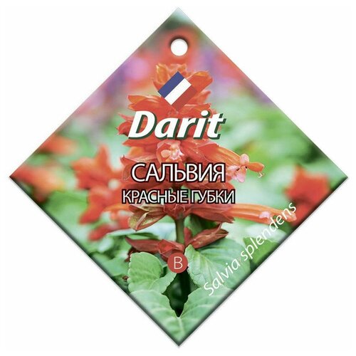  Darit      0,1 / 1  28