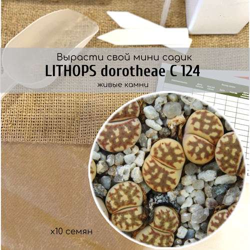   Lithops dorotheae C124  /     330