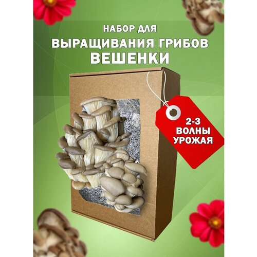 Грибница вешенки набор для выращивания дома, семена грибов 300р
