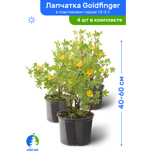 Лапчатка Goldfinger (Голдфингер) 40-60 см в пластиковом горшке 1,5-2 л, саженец, лиственное живое растение, комплект из 4 шт 5628р