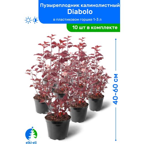 Пузыреплодник калинолистный Diabolo (Дьяболо) 40-60 см в пластиковом горшке 1-3 л, саженец, лиственное живое растение, комплект из 10 шт 7450р