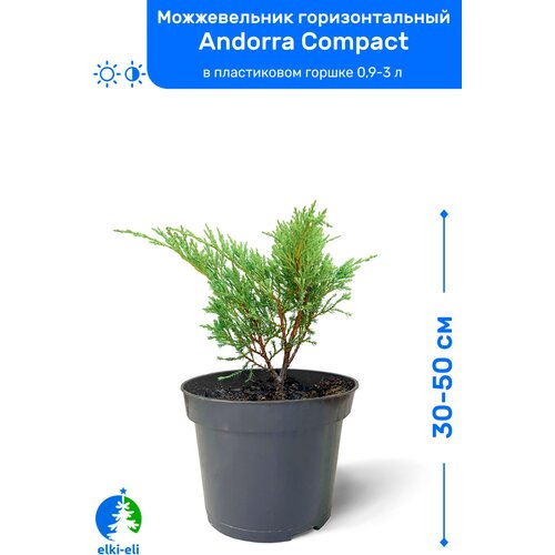 Можжевельник горизонтальный Andorra Compact (Андорра Компакт) 30-50 см в пластиковом горшке 0,9-3 л, саженец, хвойное живое растение 2150р