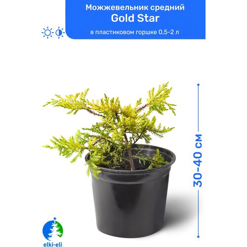 Можжевельник средний Gold Star (Голд Стар) 30-40 см в пластиковом горшке 0,5-2 л, саженец, хвойное живое растение 1595р