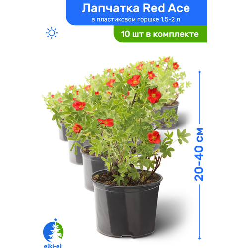 Лапчатка Red Ace (Рэд Айс) 20-40 см в пластиковом горшке 1,5-2 л, саженец, лиственное живое растение, комплект из 10 шт 9718р