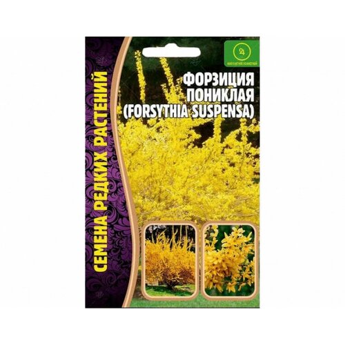 Семена Форзиции пониклой (forsythia suspensa) (20 семян) 210р