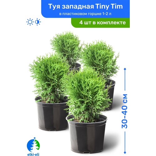 Туя западная Tiny Tim (Тини Тим) 30-40 см в пластиковом горшке 1-2 л, саженец, хвойное живое растение, комплект из 4 шт 10980р