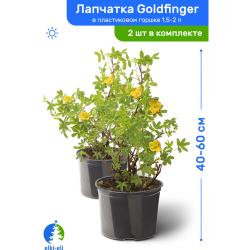 Лапчатка Goldfinger (Голдфингер) 40-60 см в пластиковом горшке 1,5-2 л, саженец, лиственное живое растение, комплект из 2 шт 3323р