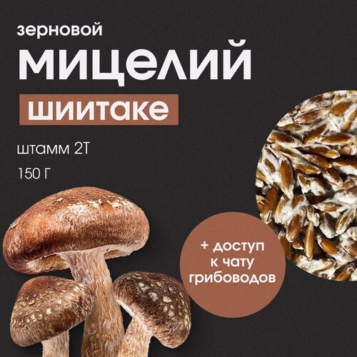 Мицелий Шиитаке. Семена грибов. Грибница 299р