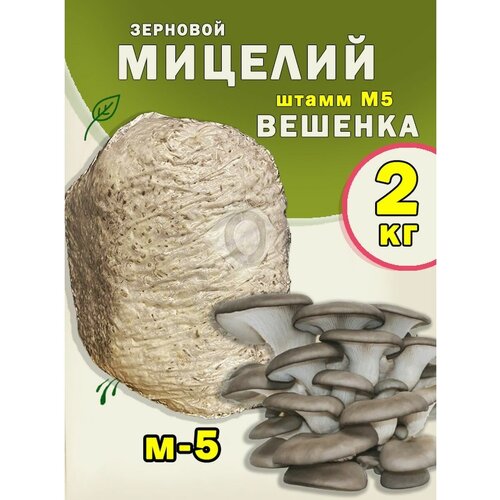 Мицелий вешенки зерновой, семена грибов (штамм М5) - 2 кг 1045р