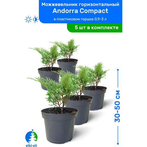 Можжевельник горизонтальный Andorra Compact (Андорра Компакт) 30-50 см в пластиковом горшке 0,9-3 л, саженец, хвойное живое растение, комплект из 5 шт 9750р