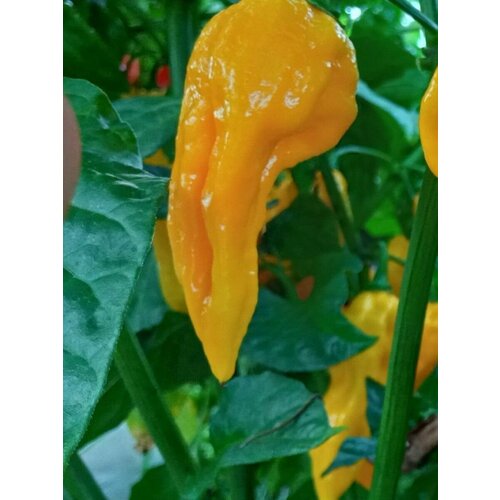 Семена Острый перец Raja mirch yellow (Раджа мирч желтый), 5 штук 350р