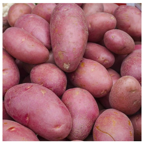купить Семенной картофель эволюшн (суперэлита), стоимость 807 руб жизнь фермера