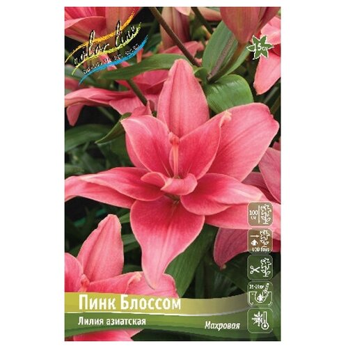 Лилия азиатский гибрид Pink Blossom (1 шт.) 251р