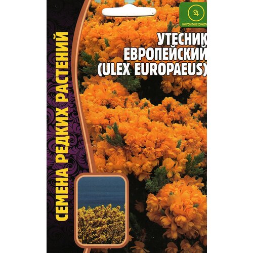 Утёсник Европейский / ULEX EUROPAEUS, многолетник комнатный ( 1 уп : 30 семян ) 195р