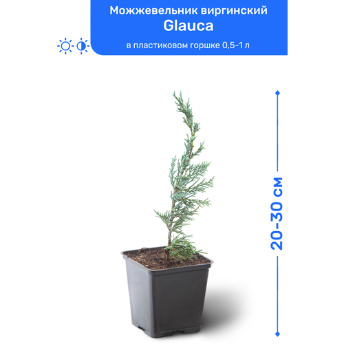 Можжевельник виргинский Glauca 20-30 см в пластиковом горшке 0,5-1 л, саженец, хвойное живое растение 1295р