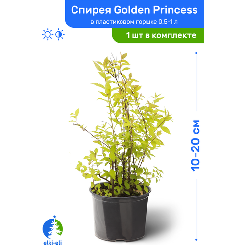 Спирея японская Golden Princess (Голден Принцесс) 10-20 см в пластиковом горшке 0,5-1 л, саженец, лиственное живое растение 975р