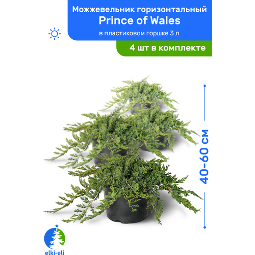 Можжевельник горизонтальный Prince of Wales (Принц Уэльский) 40-60 см в пластиковом горшке 3 л, саженец, живое хвойное растение, комплект из 4 шт 9400р