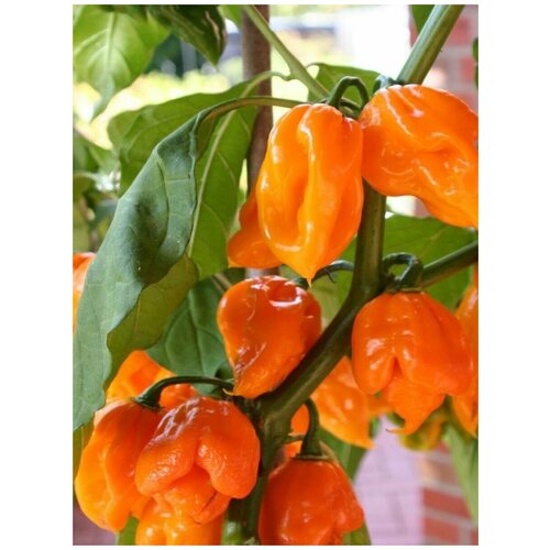    Trinidad Scorpion orange /   , 5  315