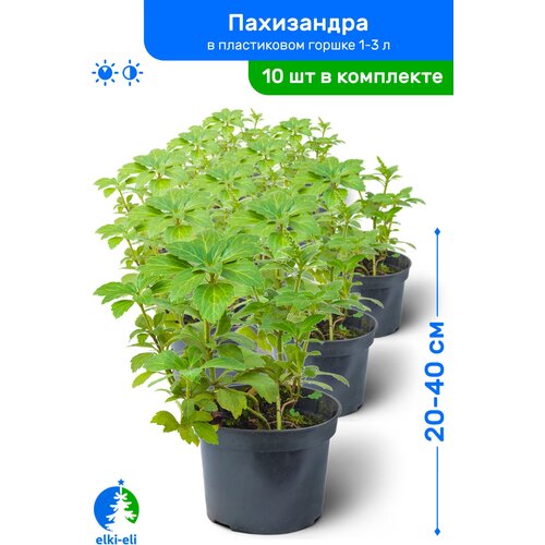 Пахизандра 20-40 см в пластиковом горшке 1-3 л, саженец, лиственное живое растение, комплект из 10 шт 4950р