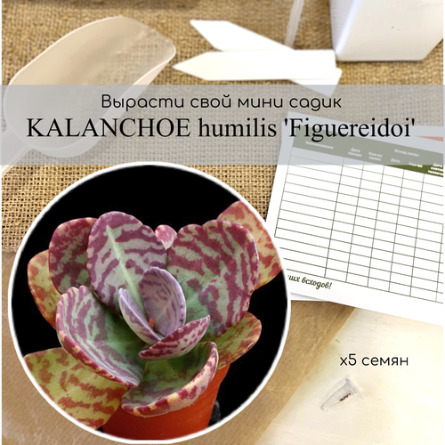  ,      . Kalanchoe humilis Figuereidoi     380