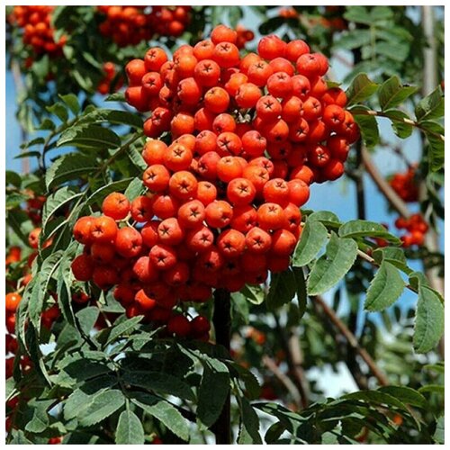 Рябина Обыкновенная (лат. Sorbus aucuparia) семена 25шт 370р