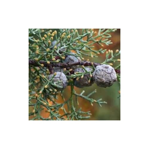 Аризонский кипарис (лат. Cupressus arizonica) семена 50шт 370р