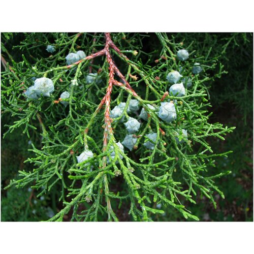   -   (. Cupressus lusitanica)  50 380