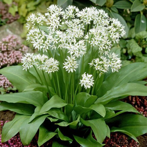   -  (. Allium ursinum)  35,  330  MagicForestSeeds