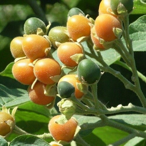 Тамарилло Семена Мини (Цифомандра абутилоновидная, Solanum abutiloides) 5 шт. 410р