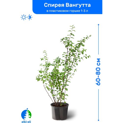 Спирея Вангутта 60-80 см в пластиковом горшке 1-3 л, саженец, лиственное живое растение 1595р