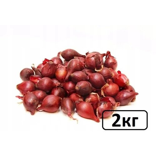 купить Семена лук-севок Ред Барон 2 кг, стоимость 565 руб Монастырский продукт