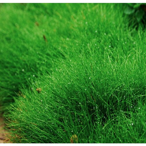 Полевица Кроми, газонная трава, 150 гр семян 630р