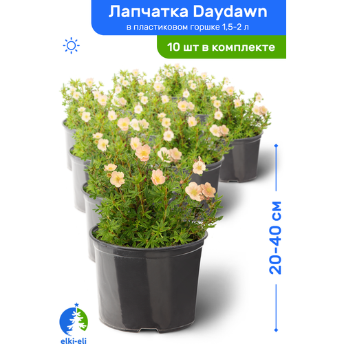 Лапчатка Daydawn (Дэйдаун) 20-40 см в пластиковом горшке 1,5-2 л, саженец, лиственное живое растение, комплект из 10 шт 9718р