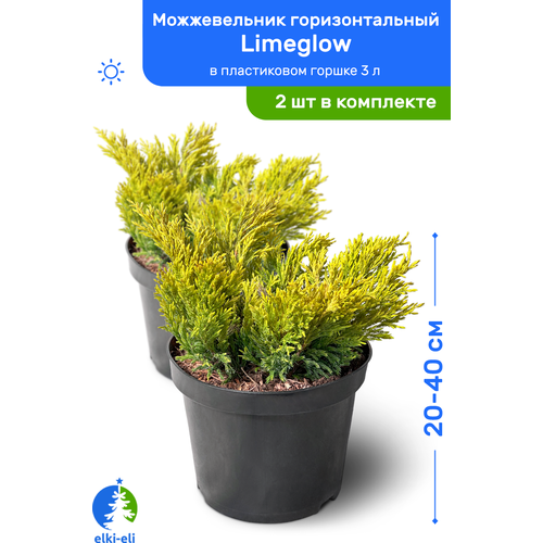 Можжевельник горизонтальный Limeglow (Лаймглоу) 20-40 см в пластиковом горшке 3 л, саженец, живое хвойное растение, комплект из 2 шт 4598р