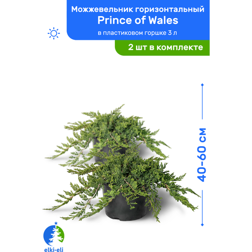 Можжевельник горизонтальный Prince of Wales (Принц Уэльский) 40-60 см в пластиковом горшке 3 л, саженец, живое хвойное растение, комплект из 2 шт 4500р